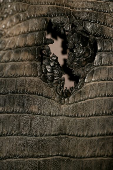 Le porosus